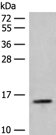 RPP14