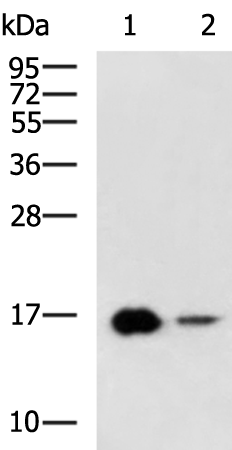 LBH