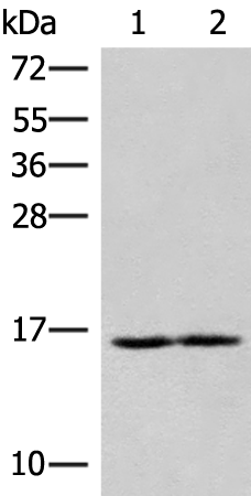 RNF24