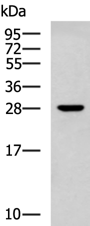 RPL13