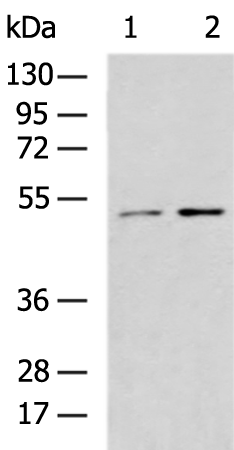 HS1BP3