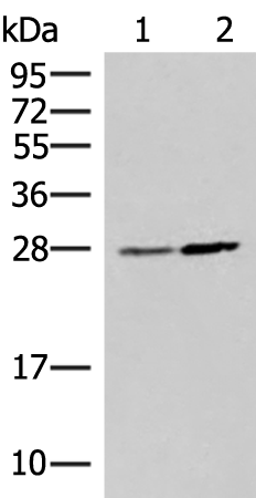 NAA10