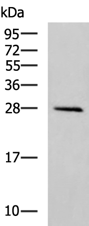 ATP6V1D