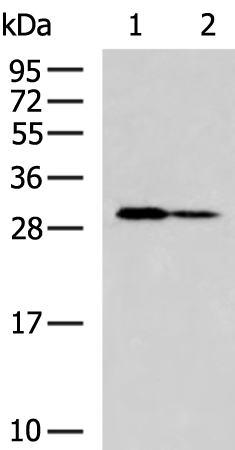 ZNF688