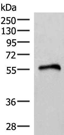 RETREG1