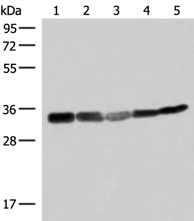 ECH1