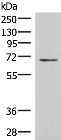 C19orf57