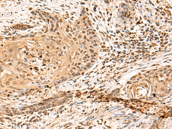 Rabbit Polyclonal Antibody to PTH1R