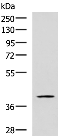 RAB3IL1