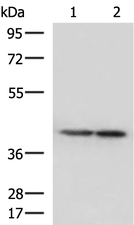 ATP6V1C1