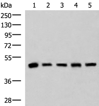 PCYT2