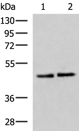 ACTL6B