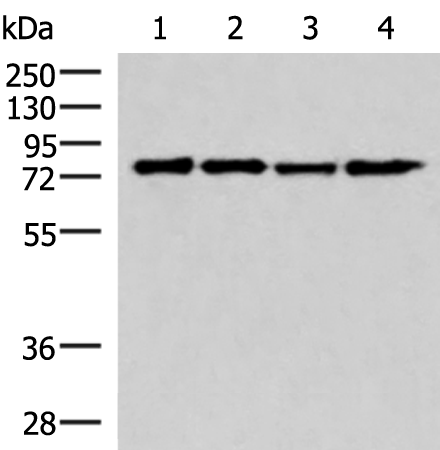 AKAP17A