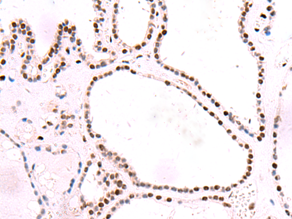 Rabbit Polyclonal Antibody to NASP