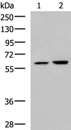 FKBP4