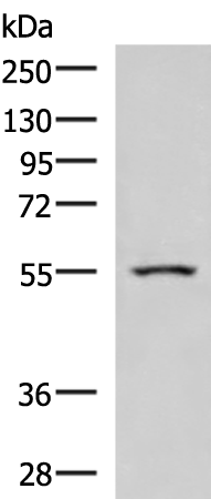 ARIH2