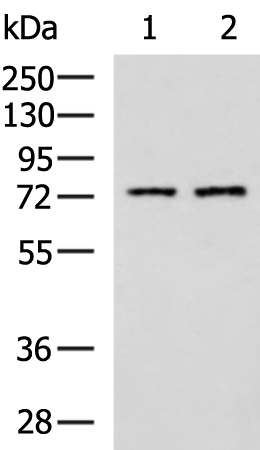 KLC2