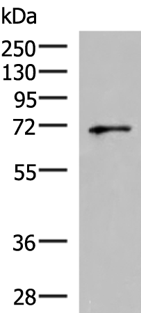 GSPT2