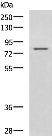 DHX58