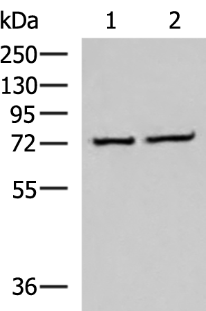 CSTF3