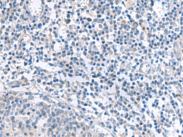 MYL1