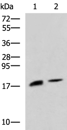 RNASE1