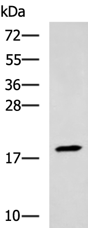 TNNC2
