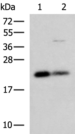 CSRP2