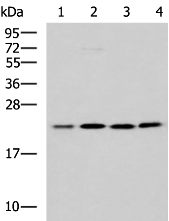 MRPL40