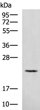 RAB39A
