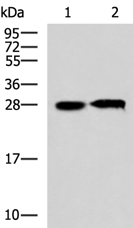 CCDC134