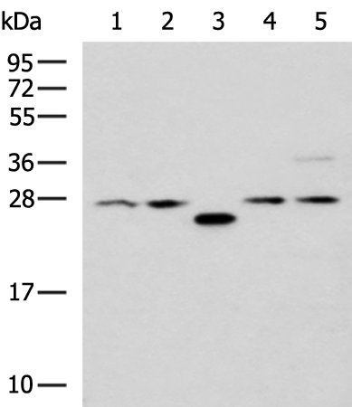 PSMA6