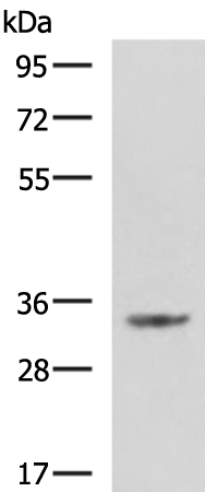 C11orf54