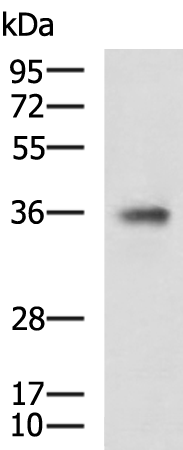 TCF19