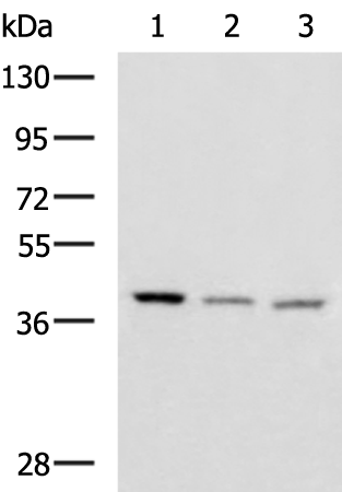 ENKD1