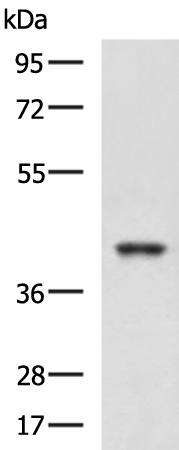 RBM4