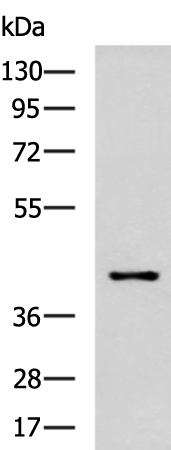 POC1A