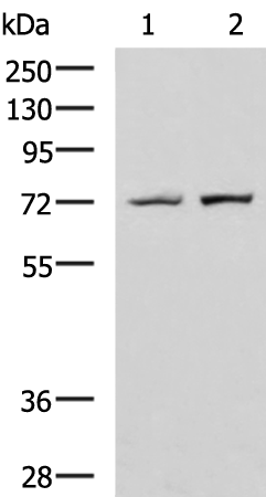 GAN