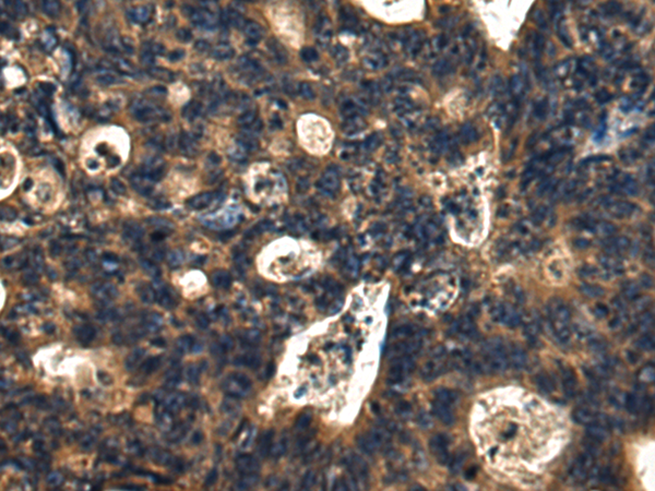 DNAJC24