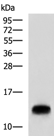 CMC1
