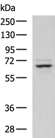 DNAJC11