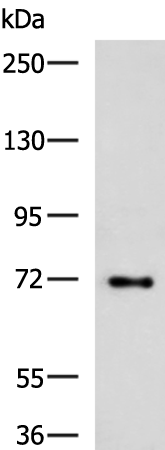 TTLL10