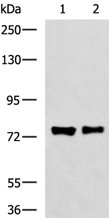 FBXO34