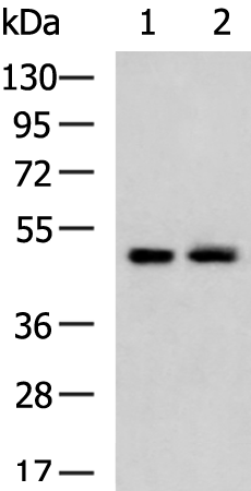 ATXN10
