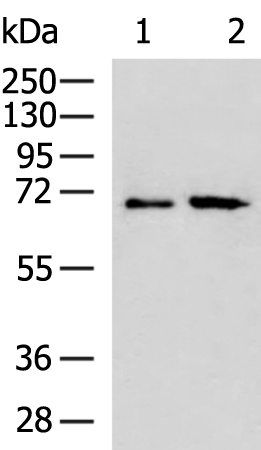 RPUSD2