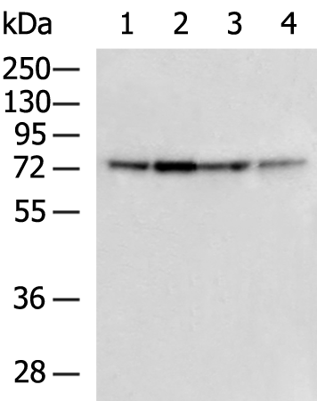 PTCD3