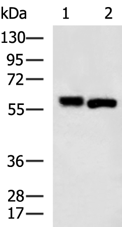 SPTLC2