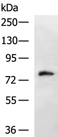 RASGRP3