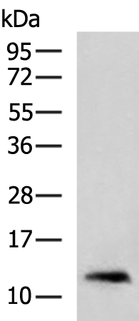 S100A2