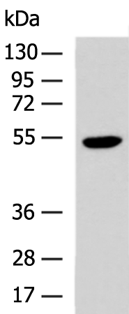 PRPF19